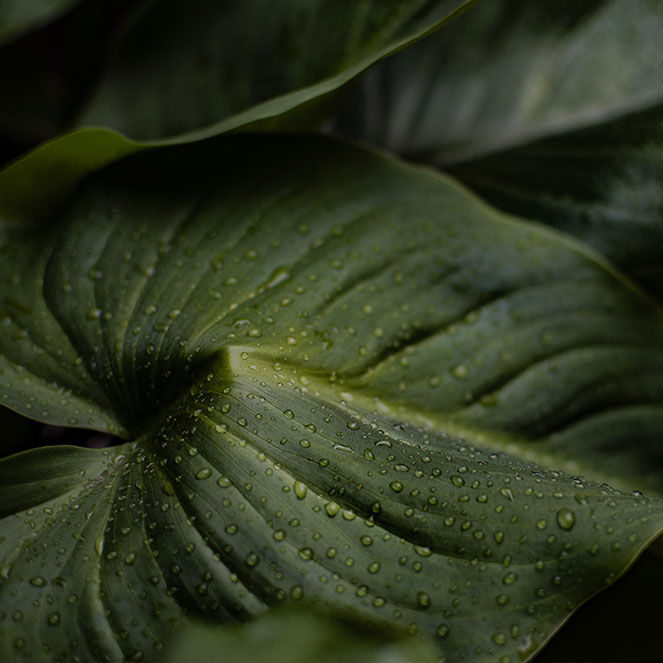 Practical Legal English Writing and Contract Drafting - Language 